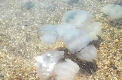 Популярний український курорт знову "атакують" медузи