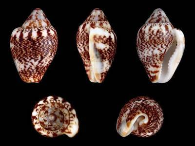 Биологи построили родословное древо моллюсков-трубачей