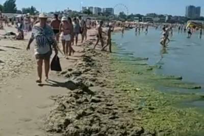Туристы пожаловались на воняющие из-за гниющих водорослей пляжи в Анапе
