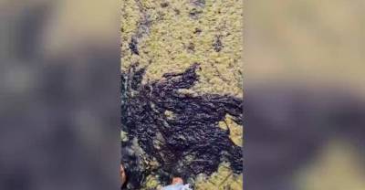 "Не сдохну?": Туристов шокировала вонь и "каша" из гнилых водорослей на элитном пляже в Анапе