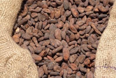 Более 50 тонн западноафриканских какао-бобов не пропустили через псковскую границу