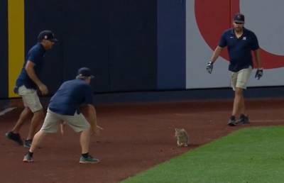Кот выбежал на поле во время бейсбольного матча. Посмотрите, что он делает! Даже игроки начали наблюдать за ним! (ВИДЕО)