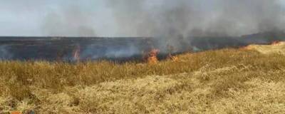 В Рязанской области из-за брошенного окурка сгорело 20 гектаров пшеницы