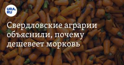 Свердловские аграрии объяснили, почему дешевеет морковь. «Сбили цены спекулянтов»