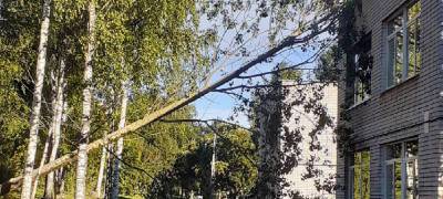 Огромное дерево рухнуло на детский сад в Петрозаводске (ФОТО)