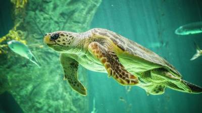 У погибших в Тихом и Индийском океанах молодых черепах обнаружен пластик в желудке