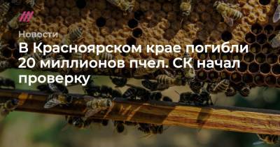 В Красноярском крае погибли 20 миллионов пчел. СК начал проверку