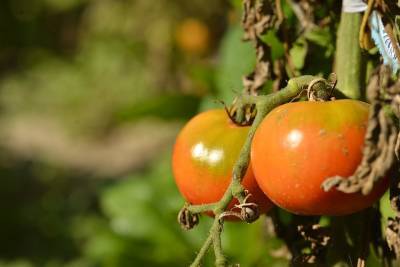 Как использовать ботву томатов на участке