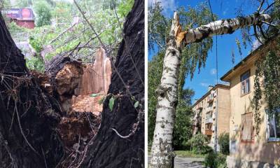 Ураганный повалил десятки деревья в Петрозаводске: в мэрии просят соблюдать меры безопасности