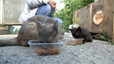 В Москве стартовала перепись всех бездомных котов и кошек