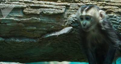 Феминизм добрался до приматов: самка обезьяны возглавила стаю в японском зоопарке