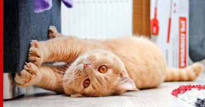Почему кошки так себя ведут: шесть объяснений странных и характерных привычек