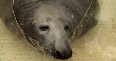 В Калининградский зоопарк переехал тюлень Кайюс из Каунаса