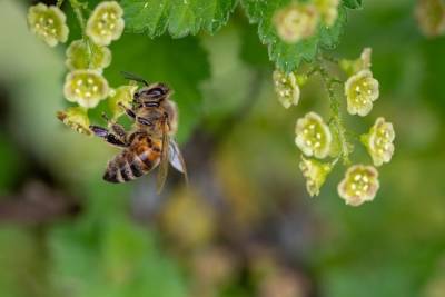 В Красноярском крае погибли более 20 млн пчел