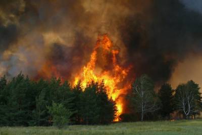 Мужчина поджег мусор на Тернопольщине, и теперь заплатит 175 тысяч за лесной пожар
