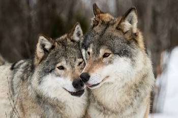 Охотников на волков станут премировать по другим правилам