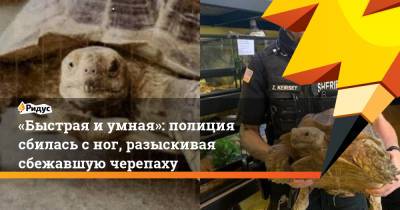 «Быстрая и умная»: полиция сбилась с ног, разыскивая сбежавшую черепаху