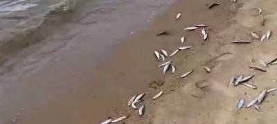 Власти Карелии начали проверку массовой гибели рыбы на одном из озер республики