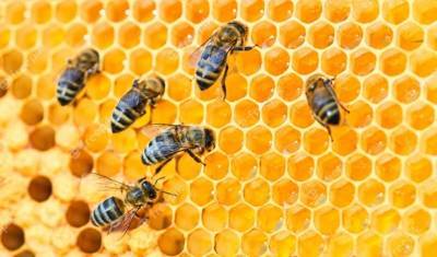 Силовики под Красноярском начали расследование гибели 20 млн пчел