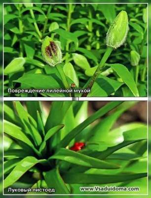 Как бороться с лилейной мухой (фото) и луковым листоедом