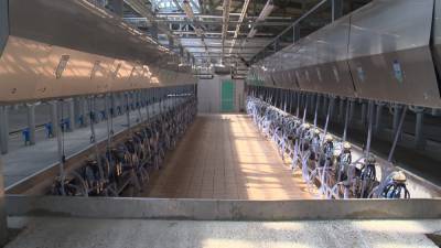Молочный комплекс на 1 328 коров построили в Ардатовском районе