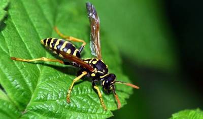 Энтомолог объяснил, когда осы становятся убийцами
