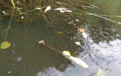 В Черкасской области погибла рыба в реке Рось