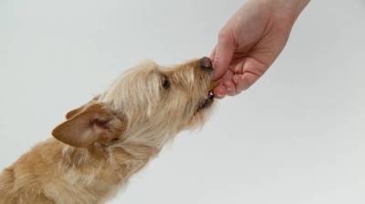 Как дать собаке таблетку: советы хозяевам