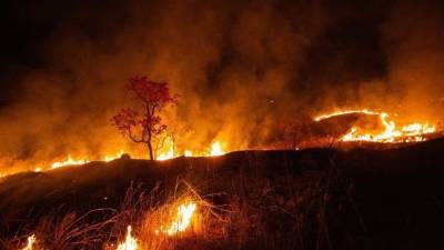 Природному пожару под Оренбургом присвоили максимальный ранг сложности