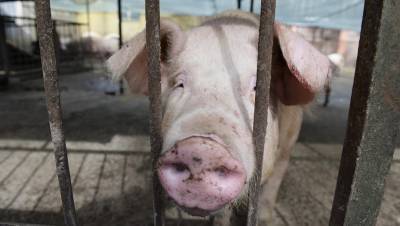 В трёх районах Новгородской области выявили очаги чумы свиней