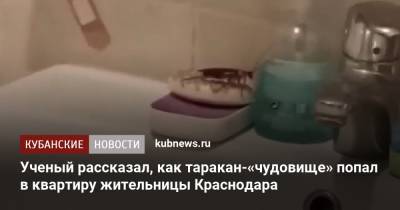 Ученый рассказал, как таракан-«чудовище» попал в квартиру жительницы Краснодара
