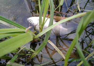 Рязанцы сообщили о гибели рыбы в Ореховом озере