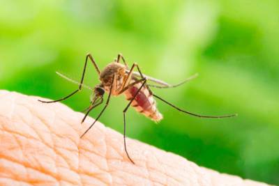 В двух районах Израиля обнаружены комары-разносчики лихорадки Западного Нила