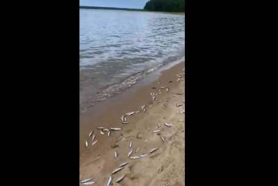 Причиной массовой гибели ряпушки в карельском озере назвали аномальную жару