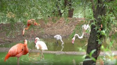 Светлана Акулова - В Московском зоопарке рассказали о рождении пяти птенцов фламинго - russian.rt.com