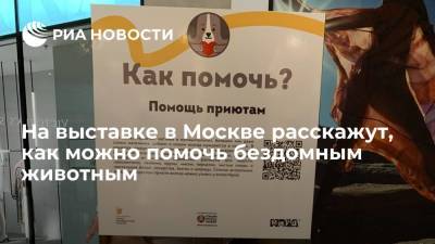 На выставке в Москве расскажут, как можно помочь бездомным животным