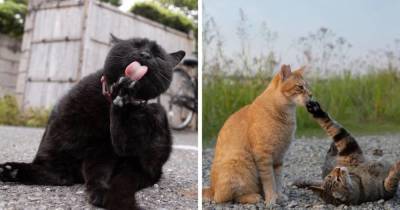 19 работ японского фотографа, который снимает уличных котиков так, что их характеры чувствуются через экран