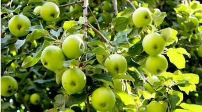 Как и зачем летом обрезать яблони и груши