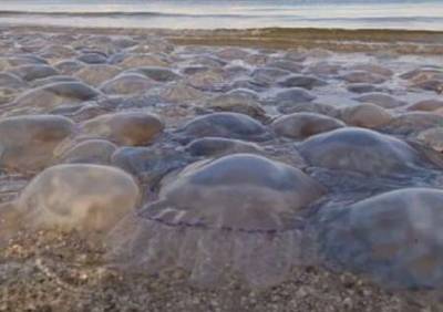 Отдыхающие в Бердянске показали количество медуз на пляжах. ФОТО