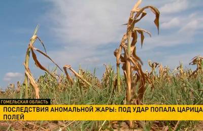В Гомельской области подсчитывают ущерб от засухи. Из-за аномальной жары регион потерял десятую часть урожая кукурузы