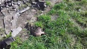 Во Фрязиновском парке массово умирают утки: в гибели птиц обвиняют детей-садистов