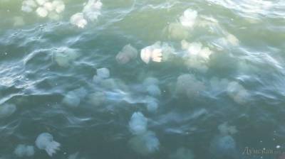 Медузы заполонили еще один украинский морской курорт