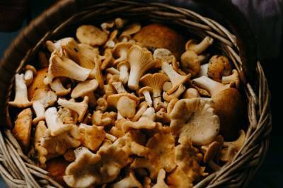 Диетолог Королева раскрыла пользу грибов и назвала полезные сочетания при здоровом питании