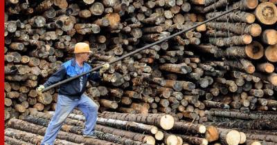 Золотой лес: остановит ли правительство рост цен на древесину - profile.ru - Россия