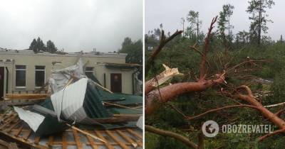 Ураган в Беларуси – в Полоцком районе сильный ветер уничтожил лес, видео