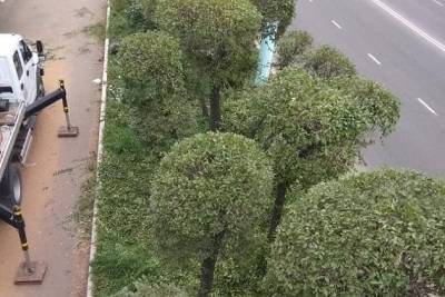 Формовочную обрезку деревьев провели в центре Читы