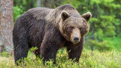 Домашний кот спас семью от медведя в лесах Якутии