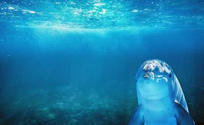 В Китае передачу секретных сообщений под водой замаскируют под звуки дельфинов