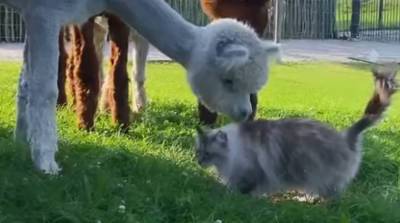 Друг, что это? Любопытные альпаки так и не смогли понять, что перед ними кот (Видео)