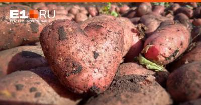 Когда выкапывать картофель, чтобы не лишиться урожая после жаркого лета